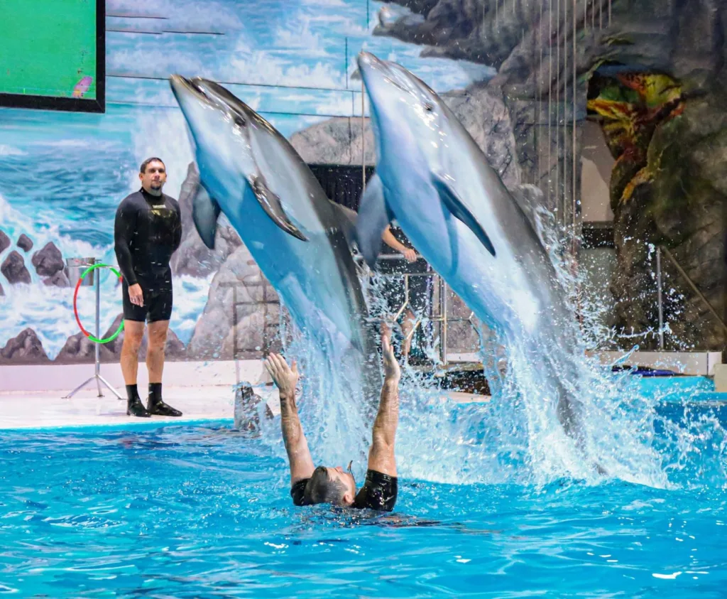 Antalya Aquapark Theme Park Antalya Konyaalti Waterhill Park Dolphin Show Antalya
