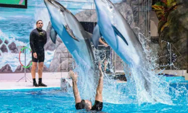 Antalya Aquapark Theme Park Antalya Konyaalti Waterhill Park Dolphin Show Antalya