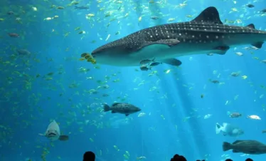 Private Antalya Aquarium entrance tickets tour