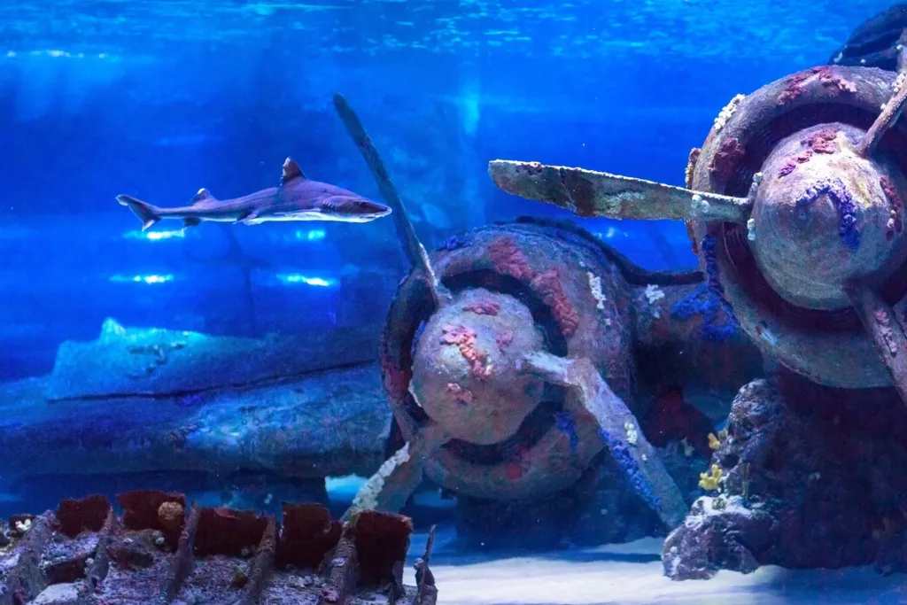 Antalya Aquarium tunnel underwater experience