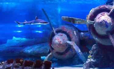 Antalya Aquarium tunnel underwater experience