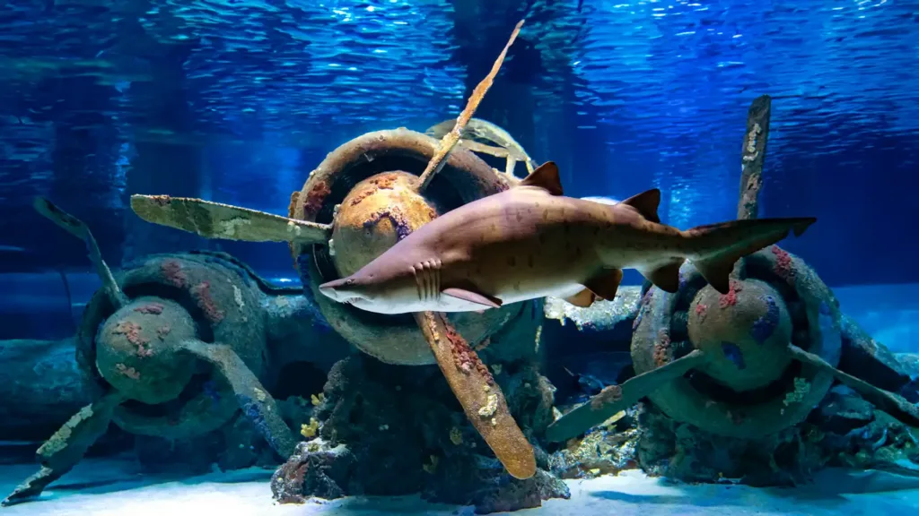 131-metre underwater tunnel at Antalya Aquarium — sharks and rays swimming overhead on the group tour