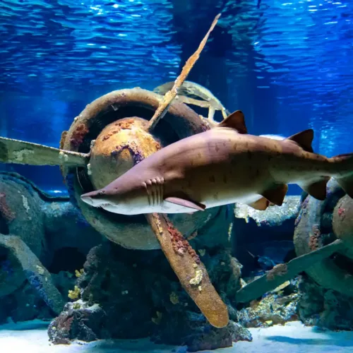 131-metre underwater tunnel at Antalya Aquarium — sharks and rays swimming overhead on the group tour