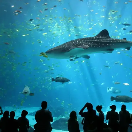 Sharks and rays in the ocean tank at Antalya Aquarium during the group tour